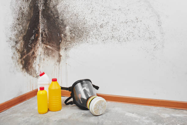 Best Mold Damage Repair  in St George, UT