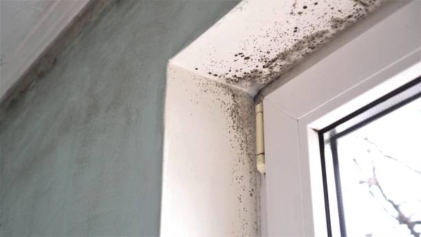 Best Crawl Space Mold Removal  in St George, UT