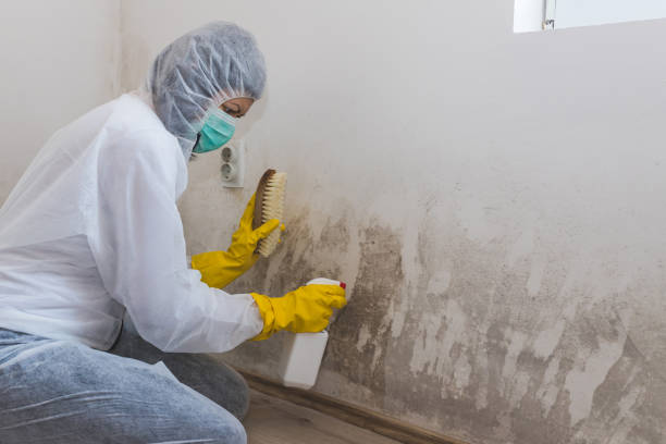 Best Emergency Mold Removal  in St George, UT
