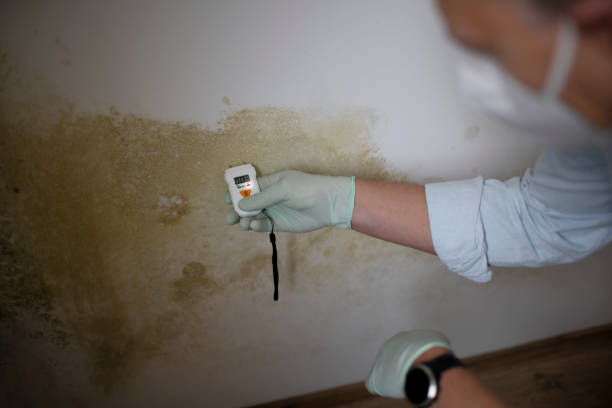 Best Attic Mold Removal  in St George, UT
