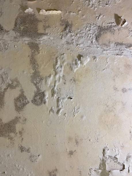 Reliable St George, UT Mold Removal Solutions
