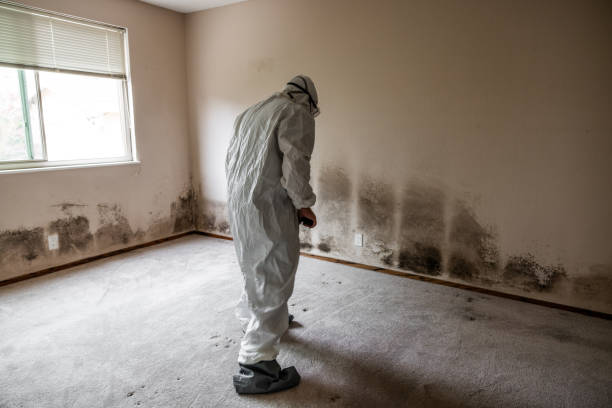Best Certified Mold Removal  in St George, UT