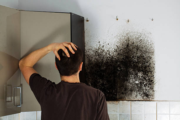 Best Black Mold Removal  in St George, UT